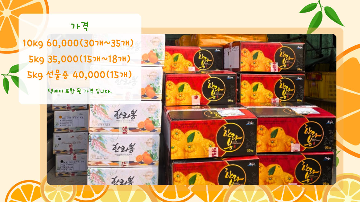 제주 한라봉.png